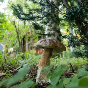 domek letniskowy do wynajęcia Białogóra